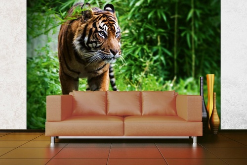 Vlies Fototapete - Umherziehender Tiger 375 x 250 cm